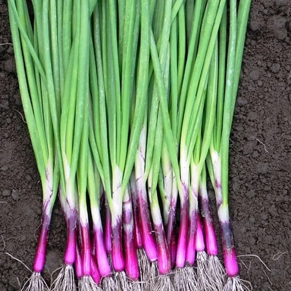 Red Beard Onion (Allium fistulosum)