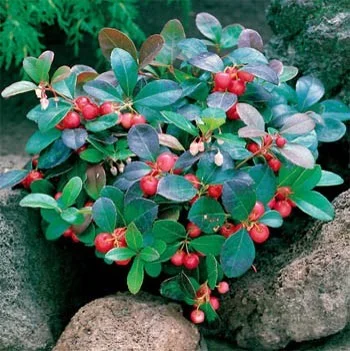 Wintergreen (Gaultheria procumbens)  Cascadia Edible Plant Nursery  Cooperative