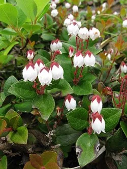 Wintergreen (Gaultheria procumbens)  Cascadia Edible Plant Nursery  Cooperative