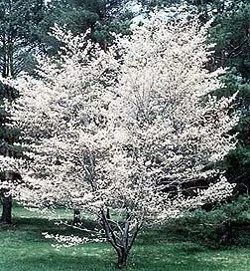 Fruit Tree with Planting by CEL crew