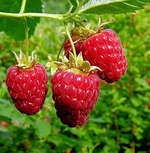Caroline Everbearing Raspberry (Rubus idaeus 'Caroline')