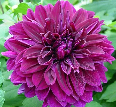 Dahlia "Edison"