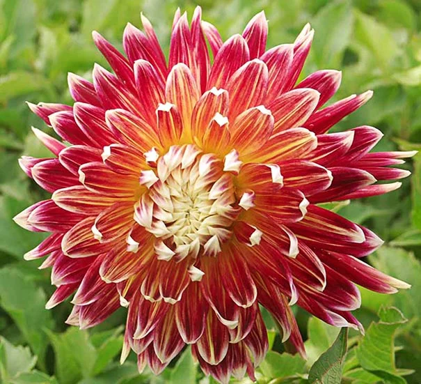 Dahlia "Akita"
