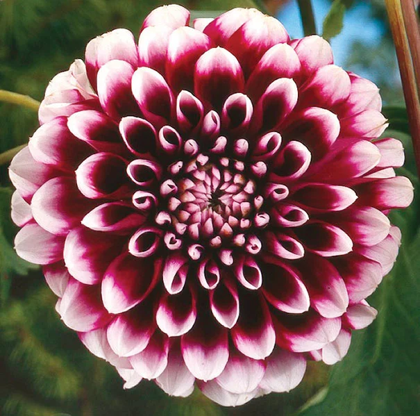 Dahlia "Edinburg"