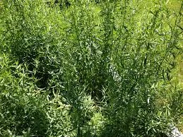 French Tarragon (Artemisia dracanculus)