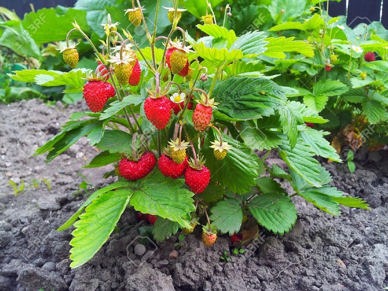 Strawberry (Fragaria × ananassa) *Multiple Varieties Available*