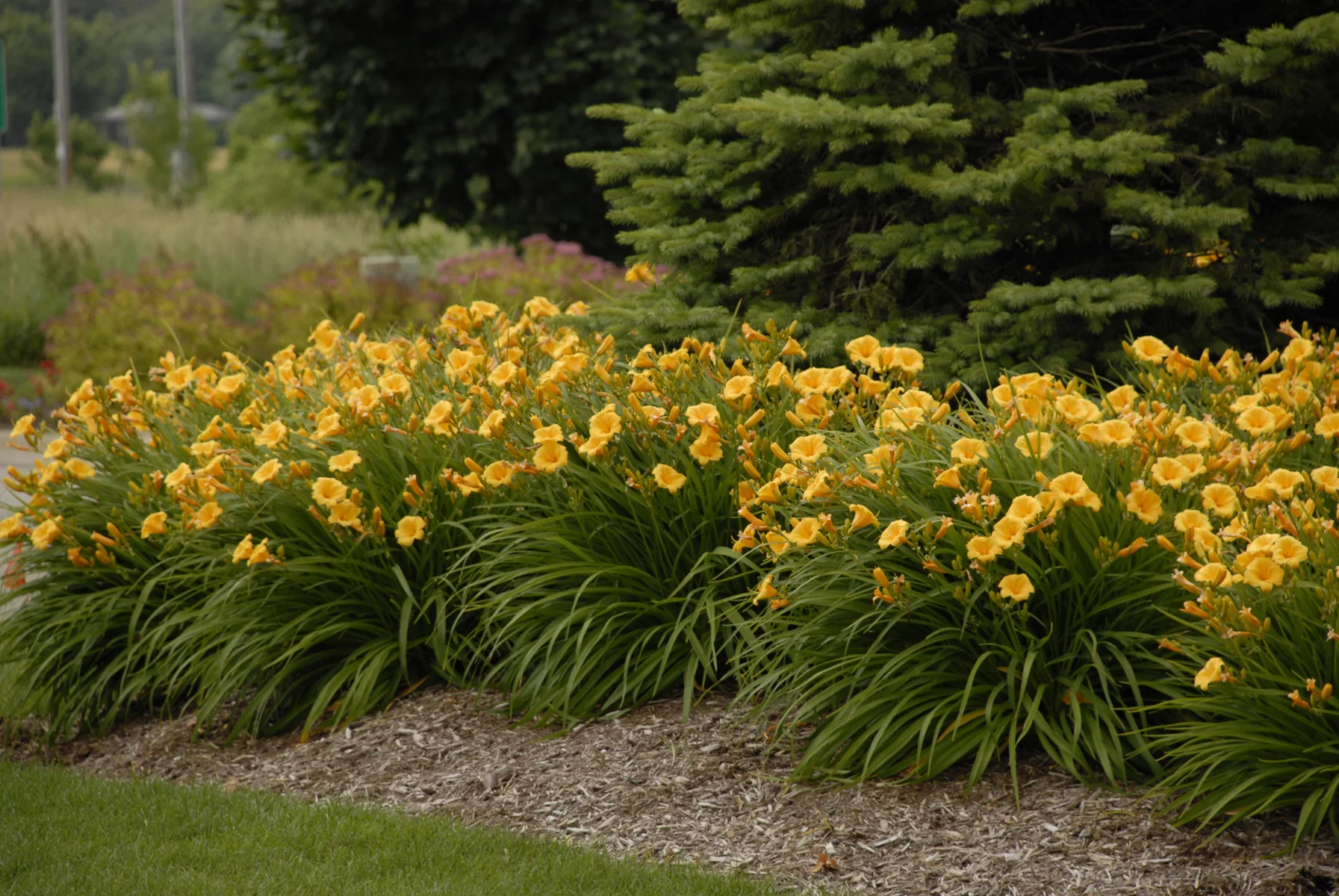 Daylily (Hemerocallis x 'stella de oro') *Multiple Varietals Available*