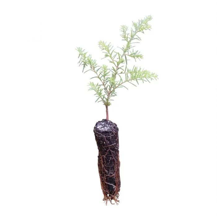 Native Trees