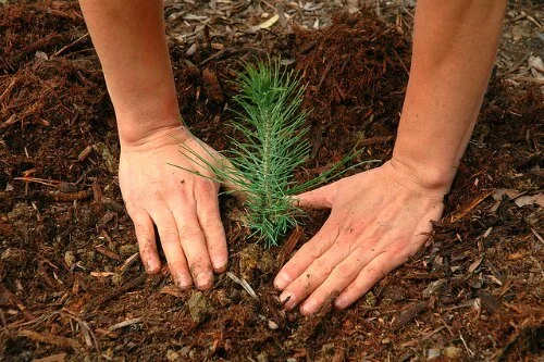 Tree Planting
