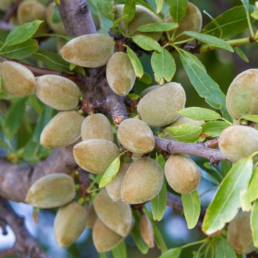Almond "Seaside" â„¢ (Prunus dulcis) *Multiple Sizes Available*