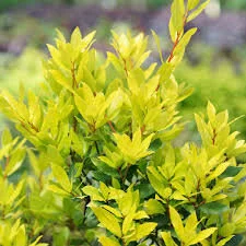 Bay Laurel "Aurea" (Laurel noblis var)