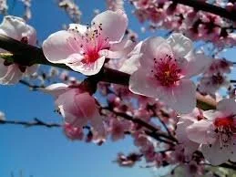 Almond "Primaveraâ„¢" (Prunus dulcis)