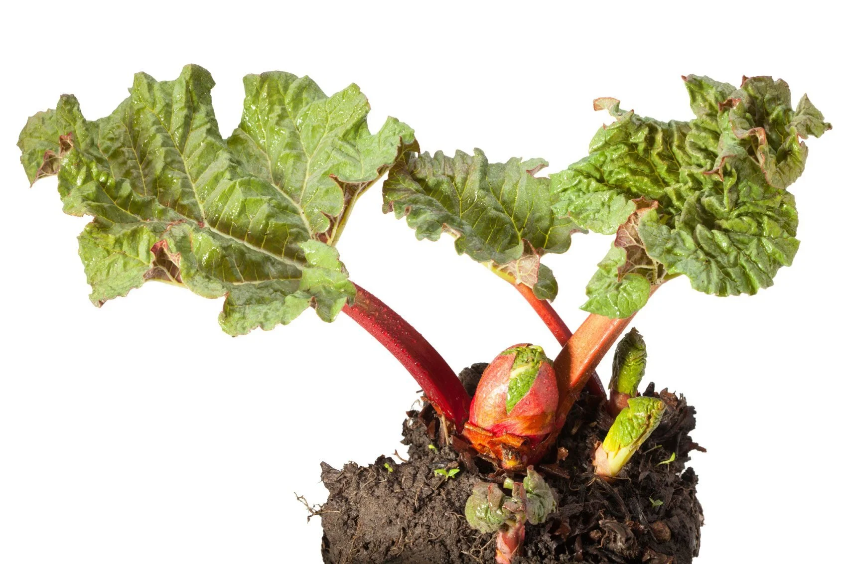 Crimson Rhubarb (Rheum rhubarbarum 'Crimson Red')