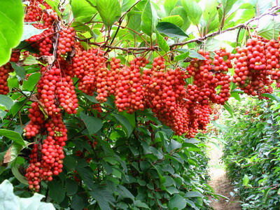 Schisandra Vine chinensis spp. "Eastern Prince"™) — Cascadia Edible Plant Cooperative