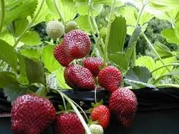 Strawberry "Seascape" (Fragaria spp.) *Multiple Sizes Available*