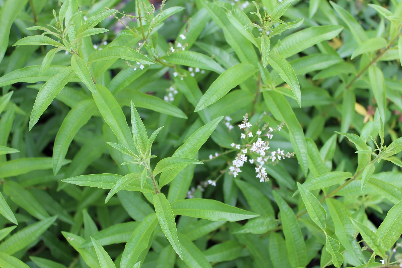 Lemon Verbena (Aloysia triphylla) *Multiple Sizes Available*