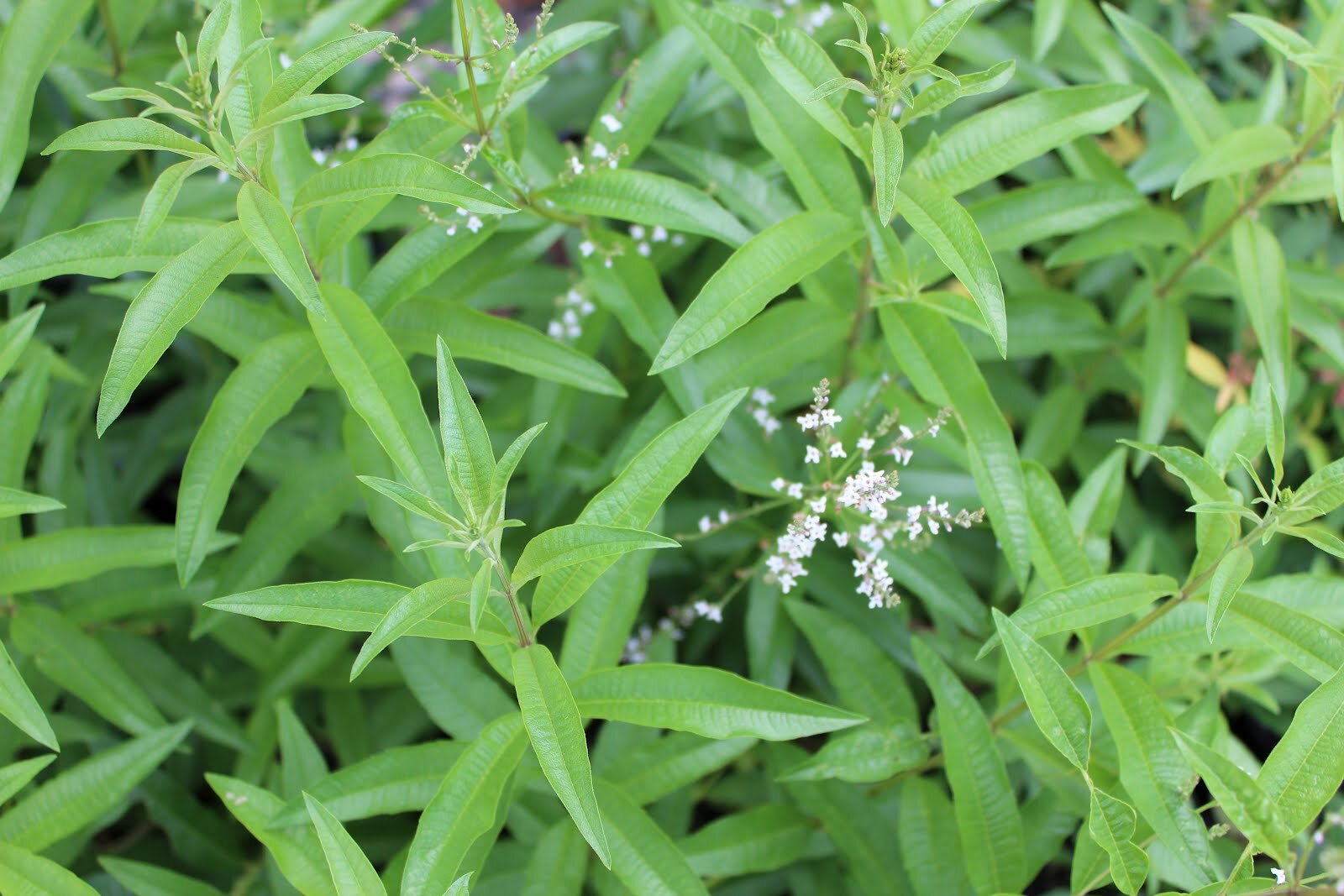 Лимон вербена. Алоизия трёхлистная Вербена лимонная. Aloysia triphylla. Aloysia citriodora Вербена лимонная. Вербена (липпия) лимонная.