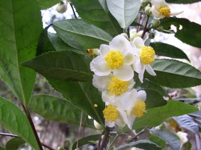 Tea Tree Camillia (Camellia sinensis)