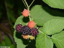 Black Raspberry "Jewel" (Rubus occidentalis) *Multiple Sizes Available*