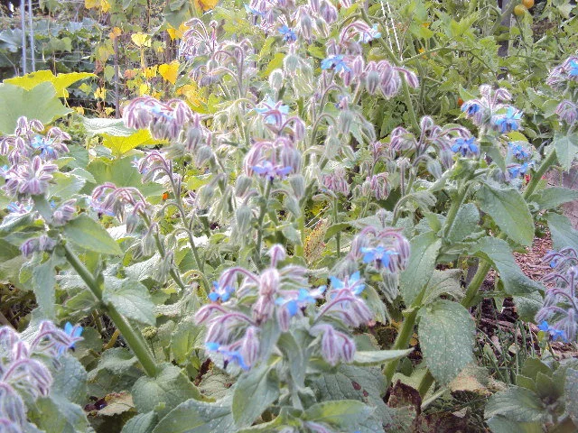 Borage (Borago officinalis)