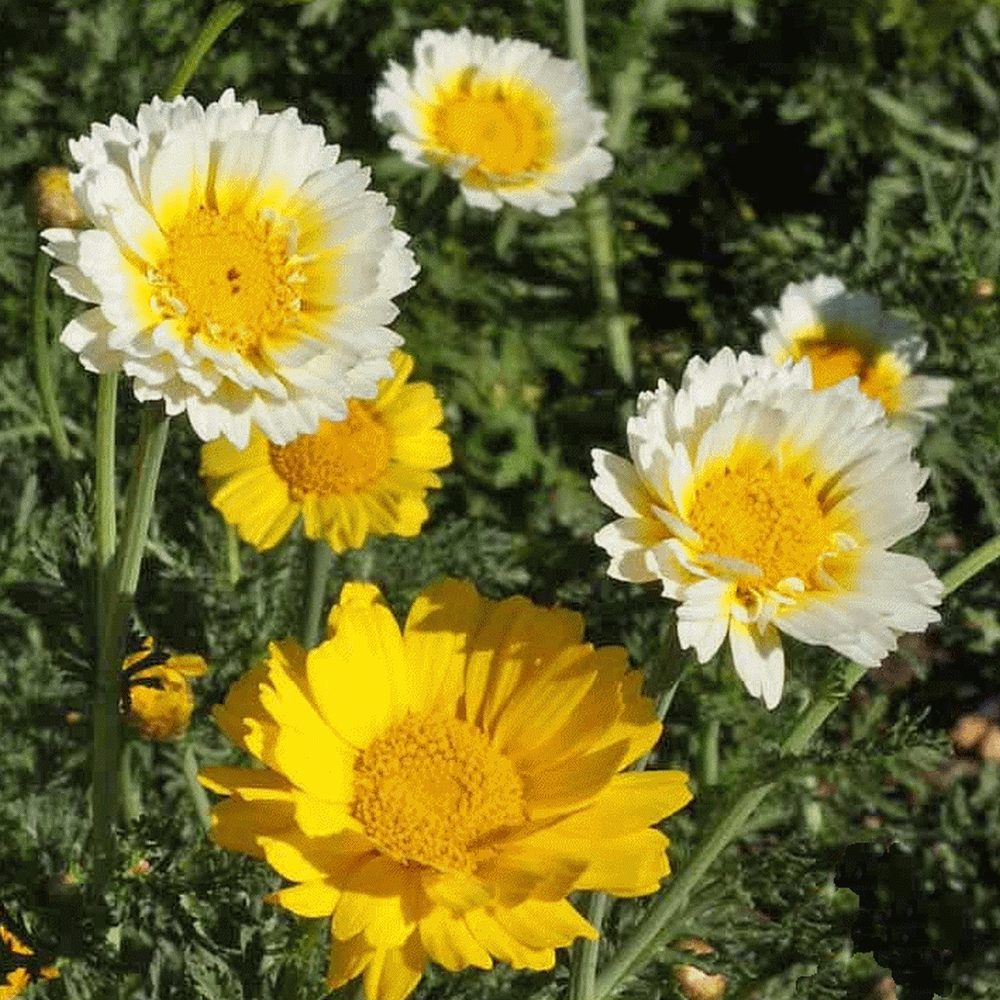 Chrysanthemums (Chrysanthemum coronarium)
