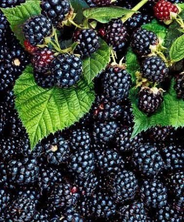 "Triple Crown" Thornless Blackberry (Rubus fruticosus 'Triple Crown')