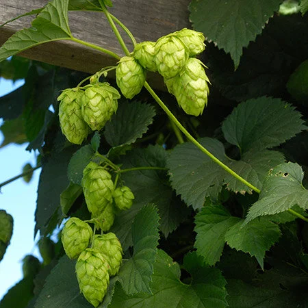Hops (Humulus lupulus) *Multiple Varietals Available*