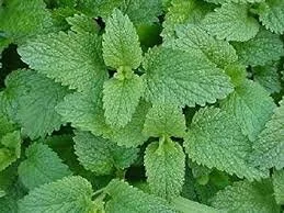 Lemon Balm - Melissa officinalis.jpeg
