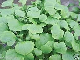 Miner's Lettuce (Claytonia perfoliata)