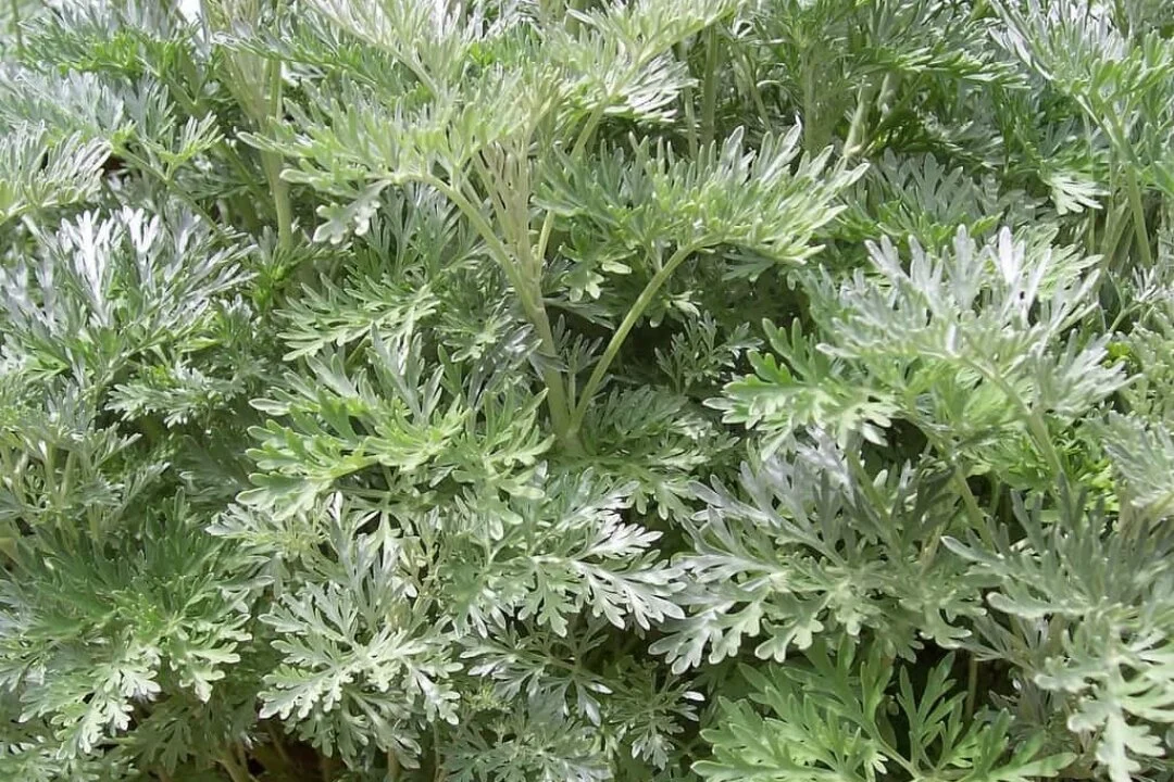 Mugwort - Artemisia spp. .jpg