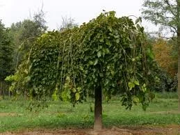 Mulberry - Morus alba_Tree.jpeg