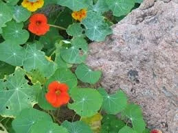 Nasturtium (Tropaeolum majus)-- Alaska mix- Pre Order for Spring 2025