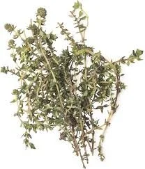 Thyme (Thymus vulgaris) *Multiple Sizes Available*