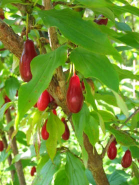 Cornelian Cherry - Elegant (TM).jpg