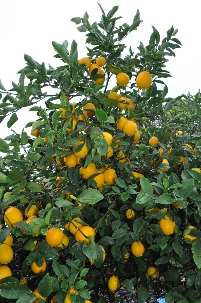 Improved Meyer Lemon.jpg