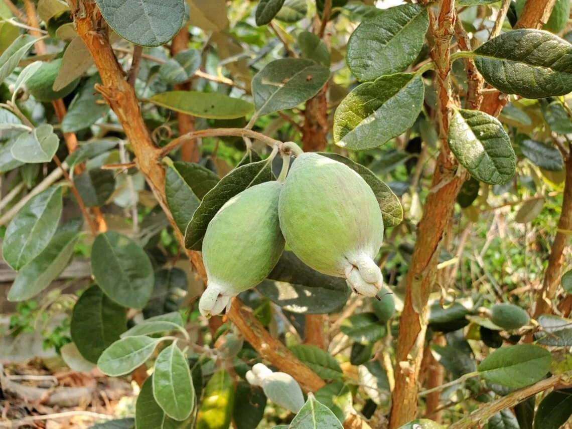 Pineapple Guava (Feijoa sellowiana)