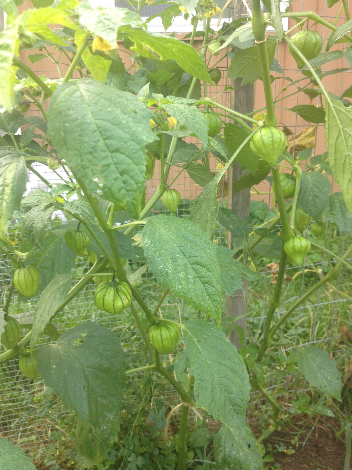 tomatillo.web.jpg