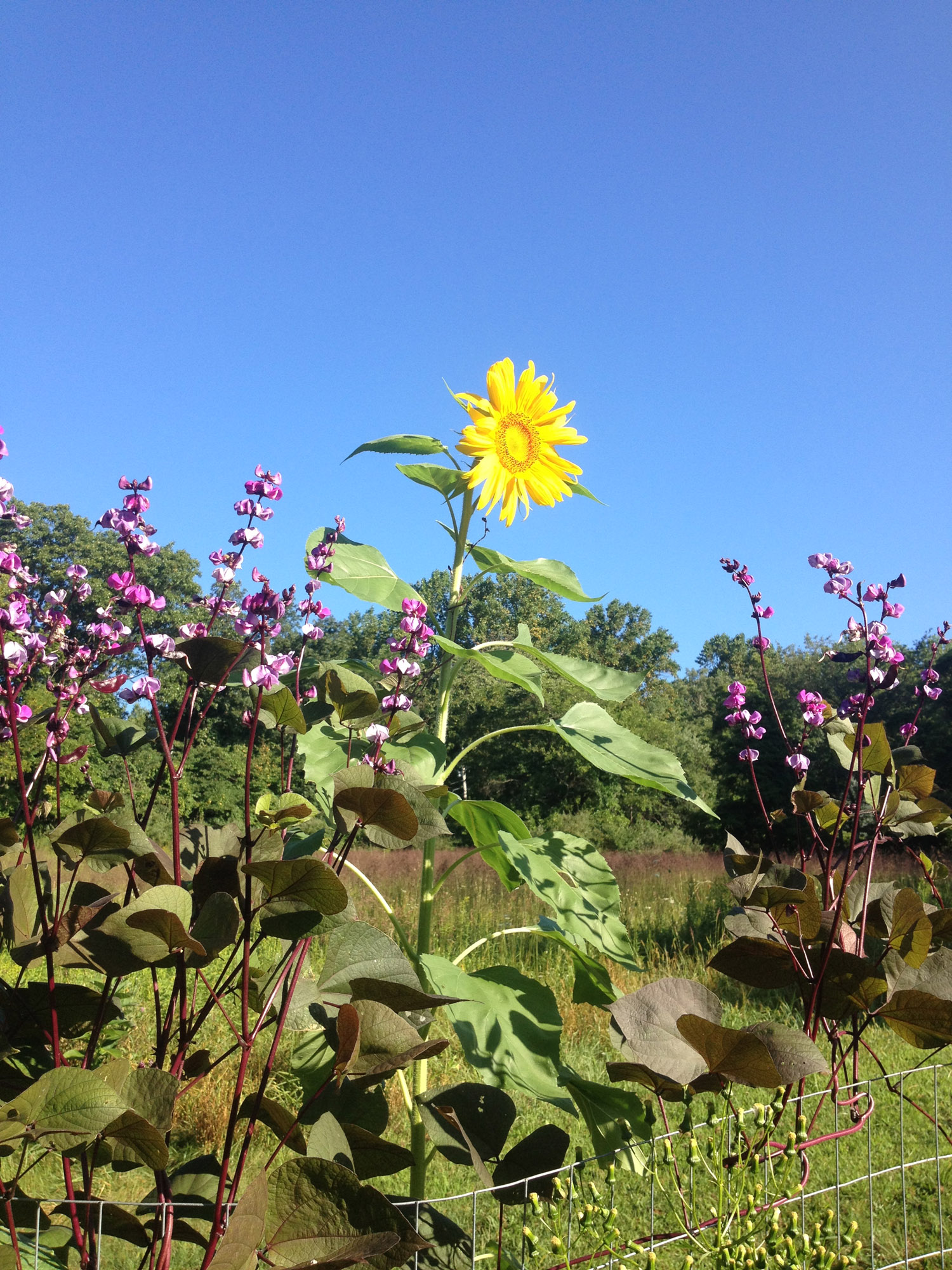 sunflower.web.jpg