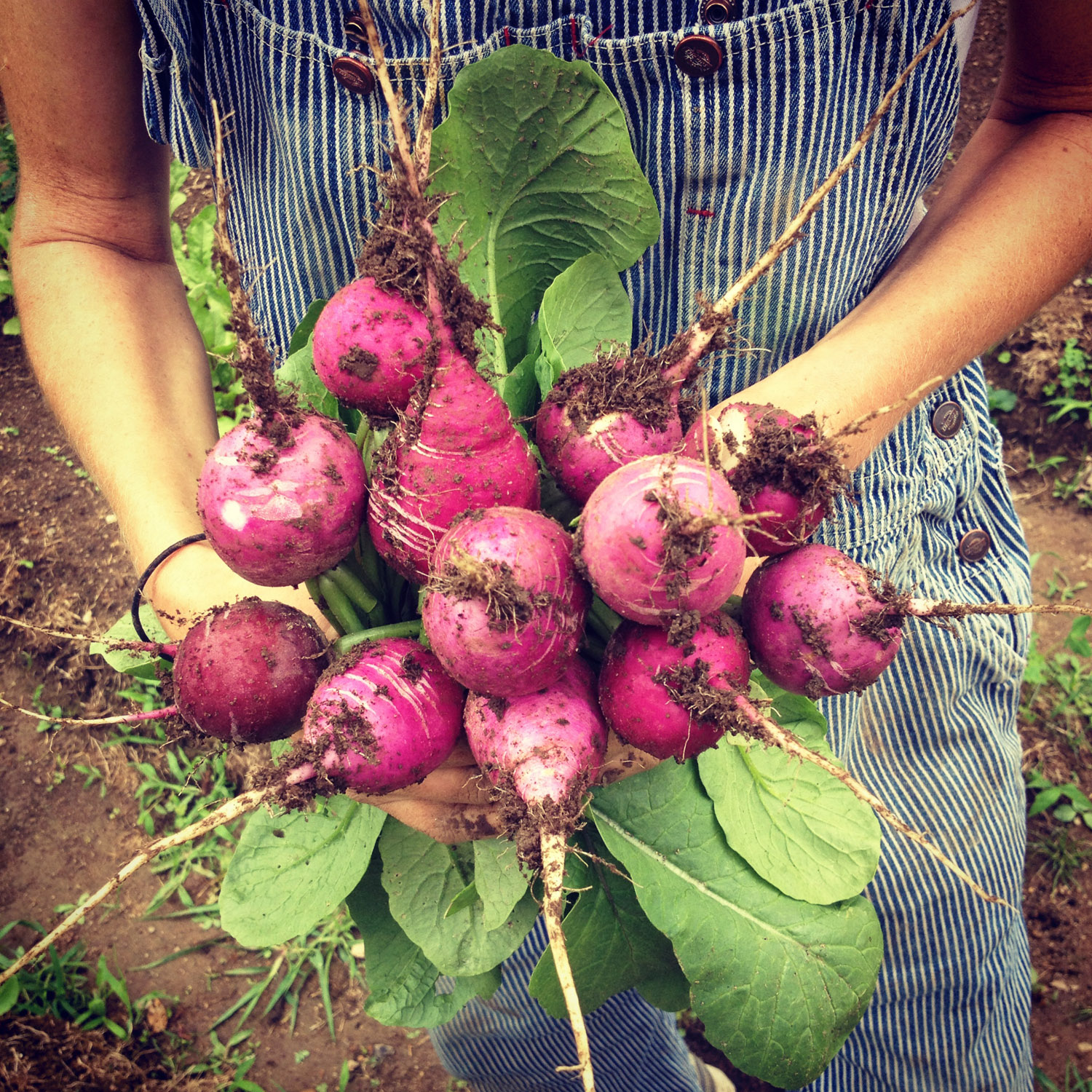 radishes2.web.jpg