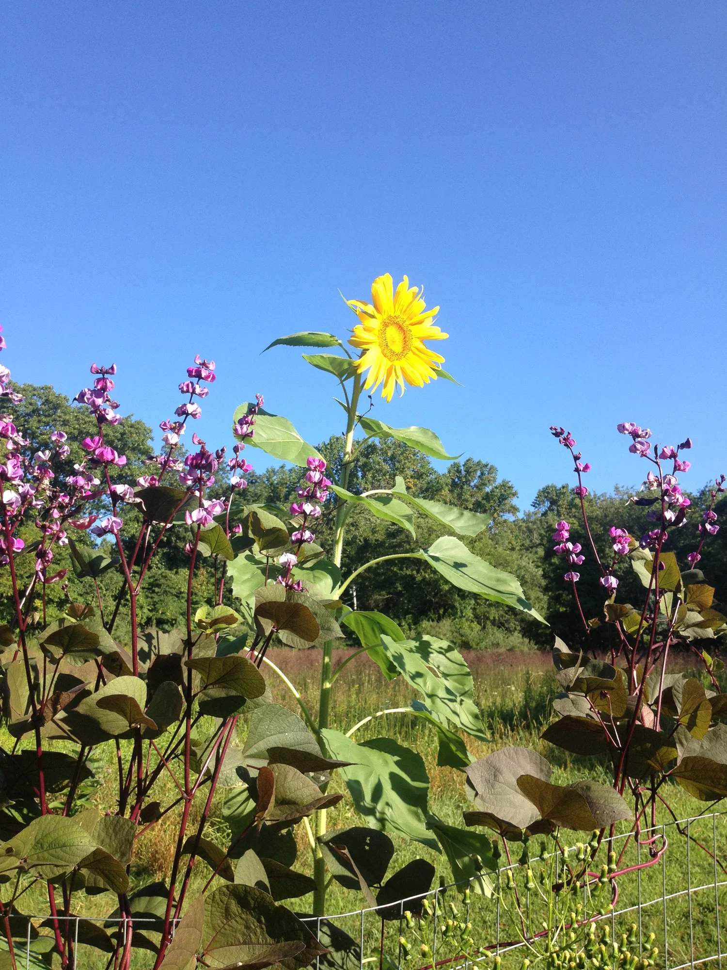 sunflower.web.jpg