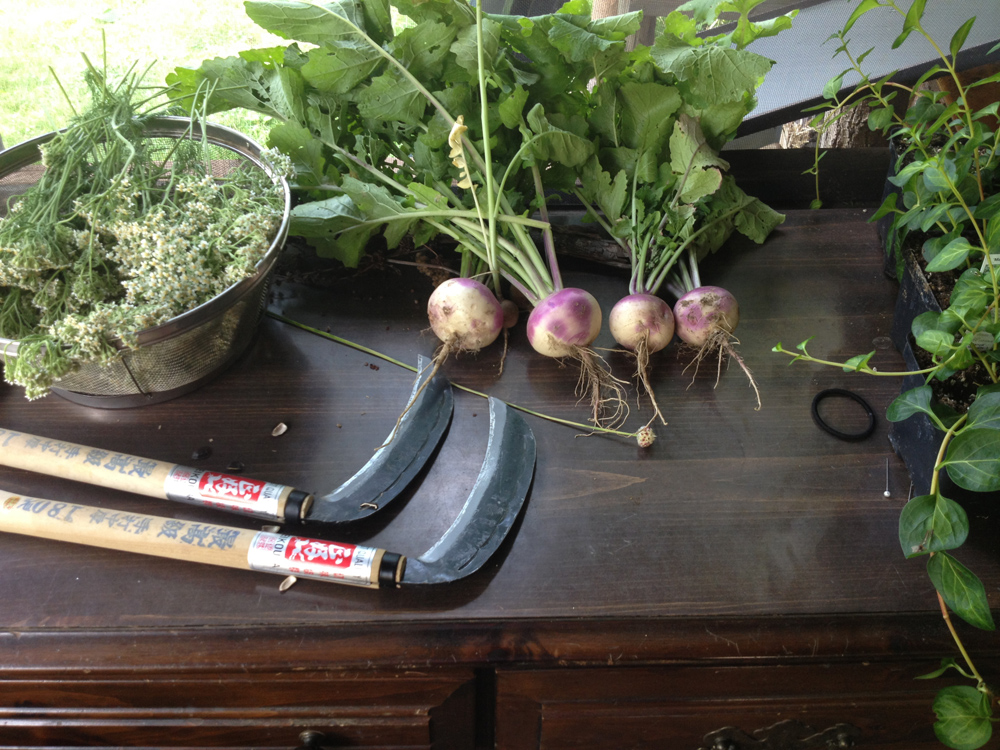 harvesting turnips.web.jpg