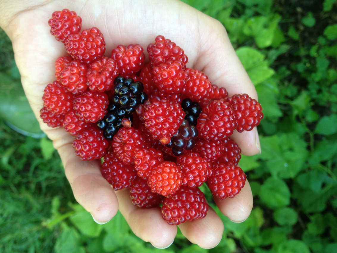 berries.web.jpg
