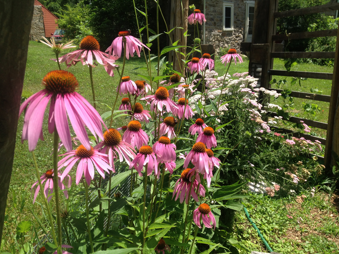 echanacea.web.jpg