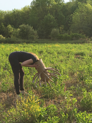 cornroots-to the ground.web.jpg