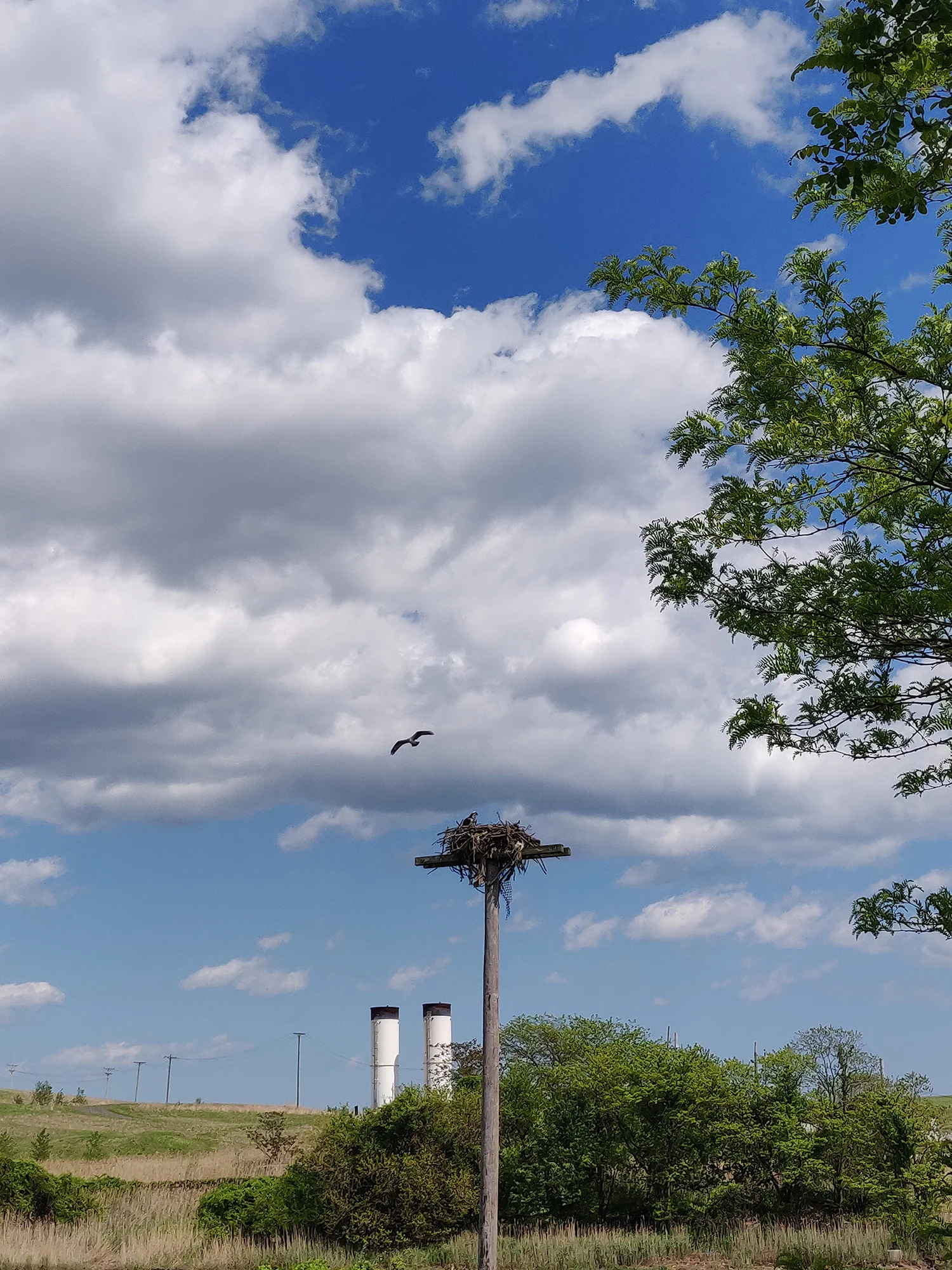 freshkills2.jpg
