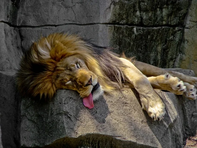 lion napping.jpg