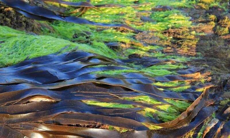2-algae.jpg