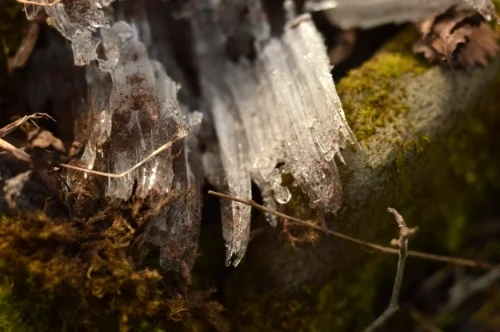 Needle ice in the forest floor.
