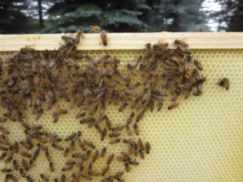 The new queen, surrounded by her adoring fans.