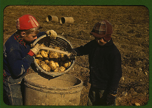 Children gathering potatoes on a large farm, vicinity of Caribou, Maine. Schools do not open until the potatoes are harvested. Photographed by Jack Delano.